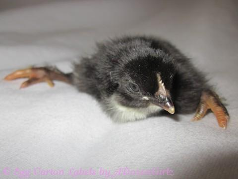 splayed legs